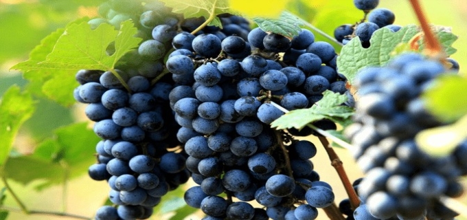  吐鲁番葡萄几月份成熟