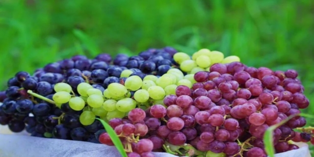 吐鲁番葡萄几月份成熟
