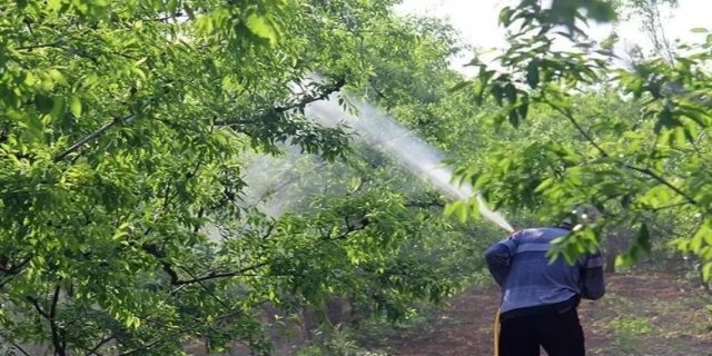 李子树全年打药量是多少