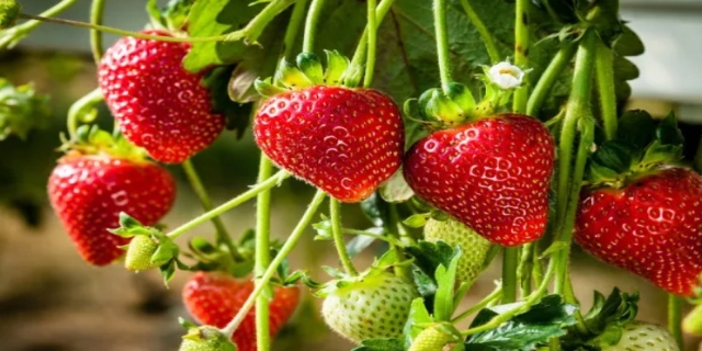 什么肥料能提高草莓产量