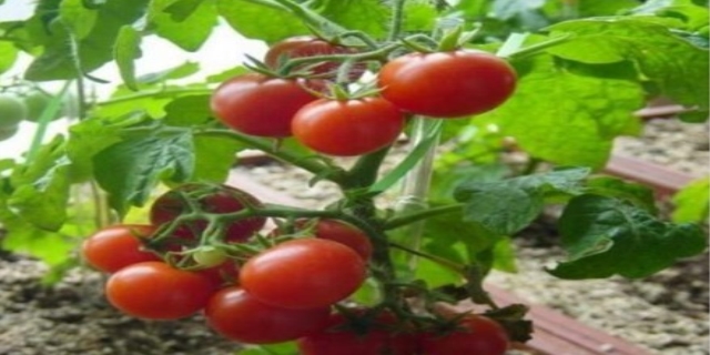 西红柿多久浇一次水合适