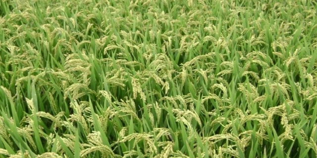 国标一级优质水稻品种有哪些