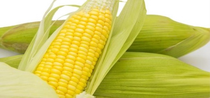 玉米粒是玉米的种子吗