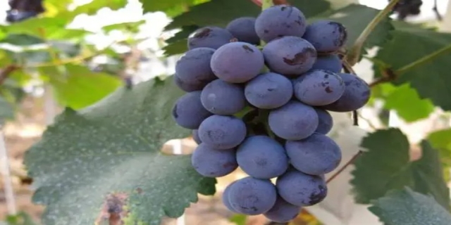 葡萄始于哪个朝代