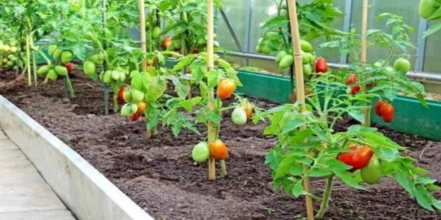 3月份可以种西红柿吗