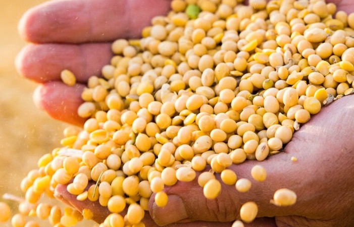 中黄37大豆种产品介绍是什么
