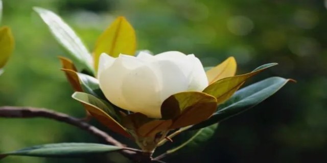 广玉兰花的寓意和象征是什么