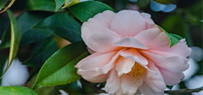 山茶花几点开花