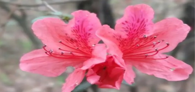 七点开什么花