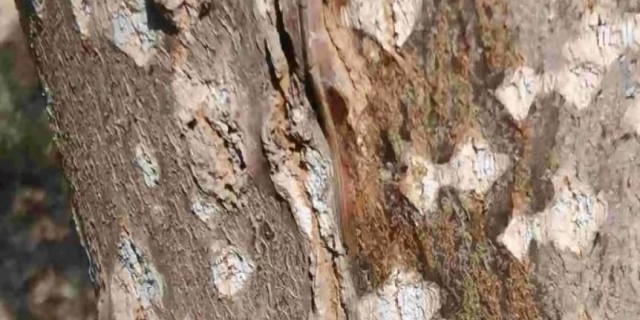 杨树腐烂病用什么药最管用