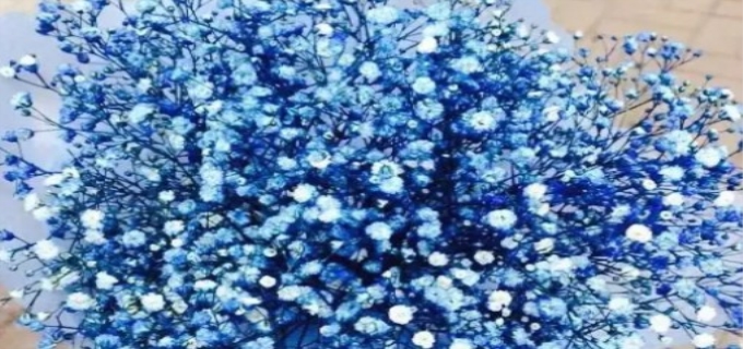 满天星多久浇一次水