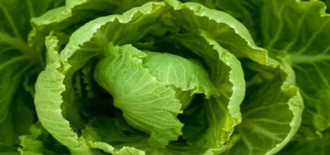 什么时候种大白菜