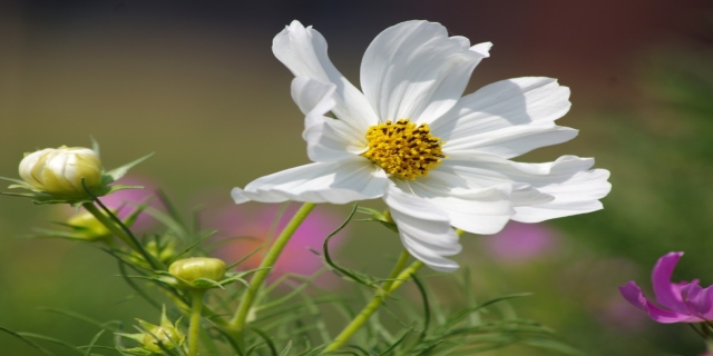 格桑花是什么