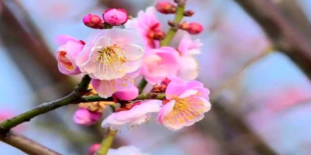 梅花的品质和精神
