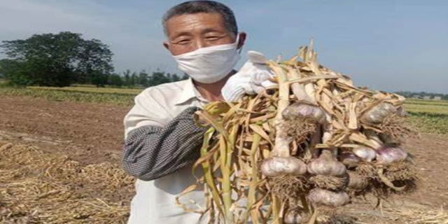大蒜什么时候收蒜头