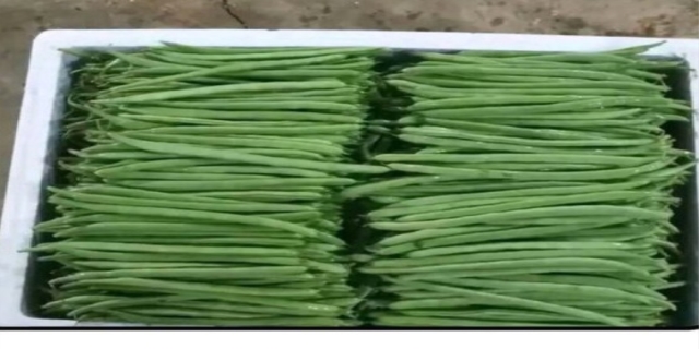 四季豆种子泡几个小时才种