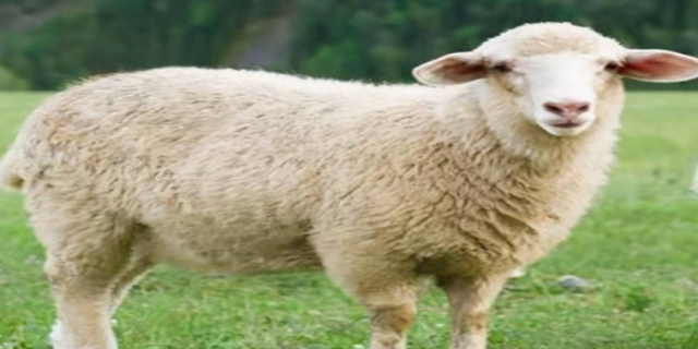 绵羊品种最好的哪几种